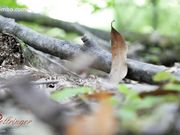 Xev Bellringer — Outdoor Blowjob For Water