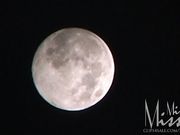 Miss Missa X - Shewolf II