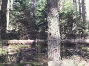 22 Fucking And Creampie In The Forest