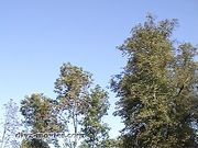 Sado Ladies - Awkward Gardener_P1