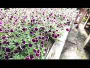 TianaLive - hollyhotwife - Flashing With Flowers