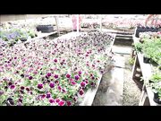 TianaLive - hollyhotwife - Flashing With Flowers