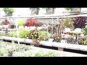 TianaLive - hollyhotwife - Flashing With Flowers