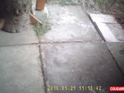 Doris Dawn - As It Snows