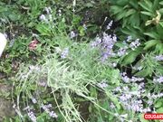 Doris Dawn - Lavender