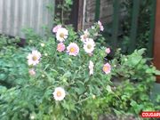 Doris Dawn - Summer At Dawn