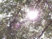 Dawn Willow - Sunshine Vandress Orgasm