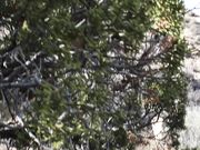 Emma Choice - Desert Nymph Seduction Sloppy POV BJ