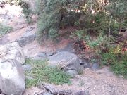 Emma Choice - Huge 1st Cream Pie With Kippy The Caline