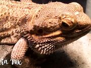 Filicia Vox - Premium Snapchat 2016 Compilation