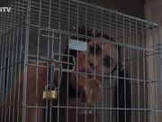 Kinkitv (PetGirls) - Hannah Dog Cage Training