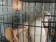 Kinkitv (PetGirls) - Posture Training