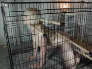 Kinkitv (PetGirls) - Posture Training