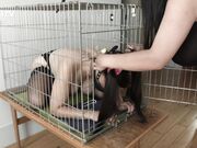 Kinkitv (PetGirls) - Tindra  Dog Cage