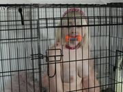 Kinkitv (PetGirls) - Cherry  At Home with the Bensons Part Two