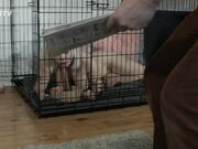 Kinkitv (PetGirls) - Cherry  At Home with the Bensons Part Two