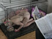 Kinkitv (PetGirls) - Cherry  At Home with the Bensons Part Two