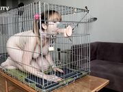 Kinkitv (PetGirls) - Cherry  Dog Cage