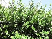   Lily Rader - Familytherapy -  Runaway