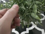  Lenna Lux - Familytherapy -  The Deal