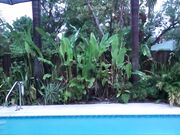  Vienna Rose - Familytherapy -  Brother And Sister Lost Weekend Part 2 Hiding From The Rain