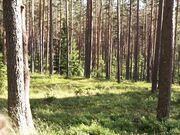 Kristina Sweet - Teenagers Have Public Sex On A Picnic. Pov Blowjob And Amateur Doggystyle