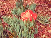 heidifox - Backyard Hose Show