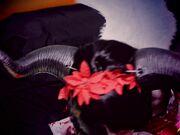 pitykitty - My Soul To A Succubus