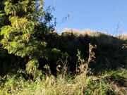 Ivy Roses - Pantsing Vid 13 Stolen Skirt