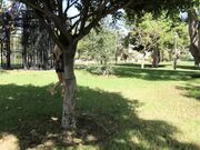 Ivy Roses - Soaking Wet In Public Fountain Barefoot