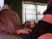 Audrey -  Anal Beads