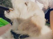 Belle Delphine - Belle With Her Dog-edited