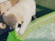 Belle Delphine - Belle With Her Dog