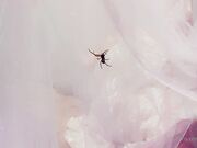 Belle Delphine - Spooky Spider (1)