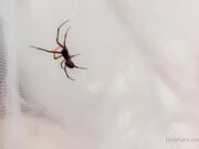 Belle Delphine - Spooky Spider (1)