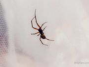 Belle Delphine - Spooky Spider (1)