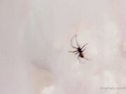 Belle Delphine - Spooky Spider (1)