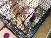 PuppyGirlfriend - Puppygirl In Heat - Blowjob Doggystyle