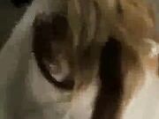 hotwife having fun with a hot black stud