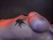 Tarantula Dungeon