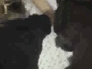 Beautiful wife fucks with bbc for husband part 2