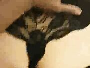 Submissive wife gets blacked and gangbanged by BBC while her