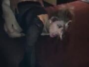 Horny MILF Drilled By Big Black Cock Gets Cum Facial