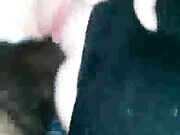 Cuckold White lady creaming while sucking Black Cock