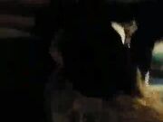 hot curvy wife her first time with a BBC