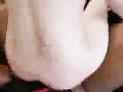 Amazing Hotwife Getting Some BBC While Hubby is Made to Watc