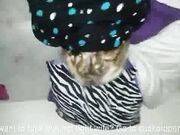 Jade Jamison interracial two BBC wife cheating