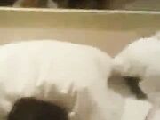 Wife getting fucked hard and creampied