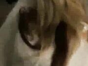 Black guy fucks a horny lonely wife