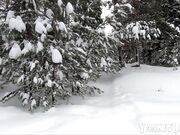 Blonde Russian Girl Naked in the Woods